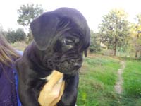 cucciolata cane corso